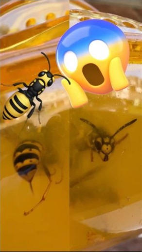 Hardcore WASP trap #wasp #deadly #trap #hornet
