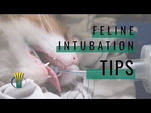 Feline Intubation Tips