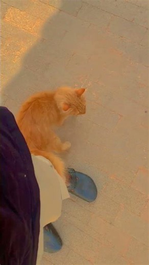 Everyone needs friends like 🐈 #short #catfriends #catfriendship #catfriendly #explore #ytshorts