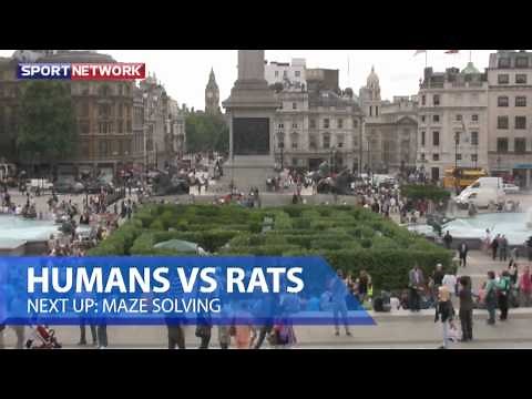 Human vs Rat: The Maze Challenge
