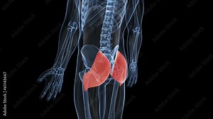animation showing the musculus gluteus maximus