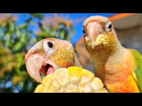 Play this video to encourage your bird to eat more : pineapple conure parrot sound.