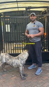Who keeps calling the authorities on my dogs | Loyal Dogs