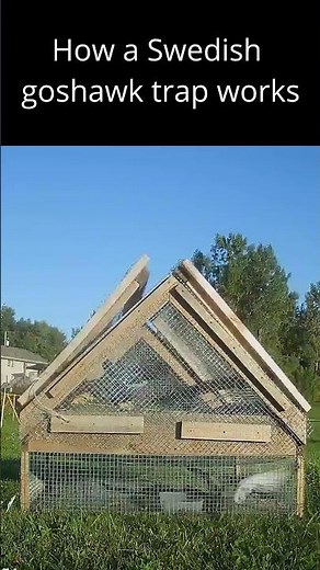 How a Swedish goshawk trap works