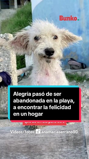 La emotiva historia de Alegría, la perrita rescatada