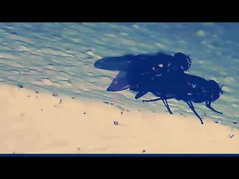 Como se reproducen las moscas