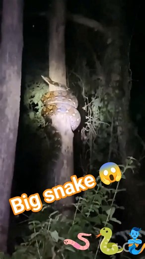 Big snake found in Chattisgarh#bigsnakevideo #snake #snakevideo #snakes #python #ajgar#jungle#viral