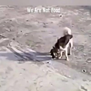 4K views · 58 reactions | Work and rescue these dogs. Go and take her out ... | Dog Lovers | Facebook