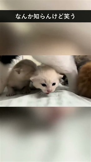 今回の猫たち、優勝はどの子？ #ねこ #おもしろ猫 #猫動画