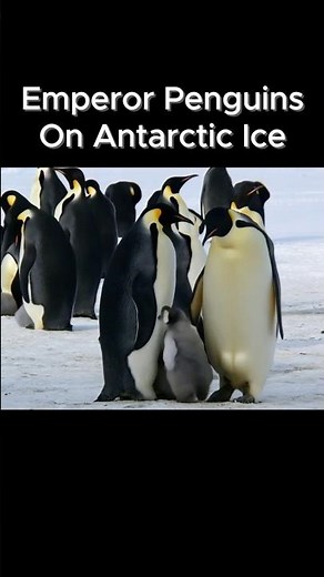 Emperor Penguins On Antarctic Ice