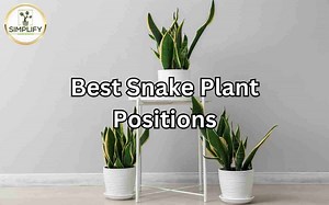 Snake Plant Locations Within the Home. Which is Best? - Simplify Gardening