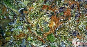 Candyland | Marijuana Strain Reviews