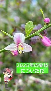 フィンガーライム fingerlime 2026年花の咲き方 来年の花の付く枝の予測 剪定で残す枝はどれか。