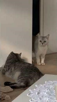 عركه عل كتيمي