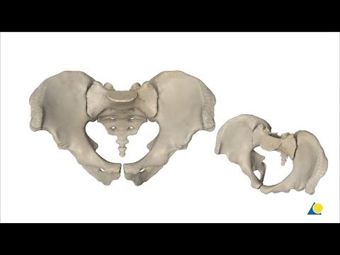 Pelvis - Sacroiliac Joint and Pubic Symphysis Disruption - Reduction and Fixation Methods