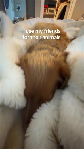 Tulip the Cat: A Look at the Tulip Economy