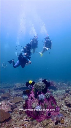 Giant barrel sponge 🧽 at Tunku Abdul Rahman Park #diving #barrel #shorts