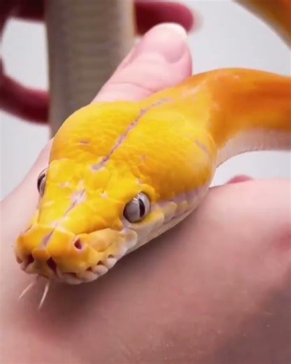 Who is dengerous 😱Snake Or A Baby Snake Sabse Jyada Khatarnak Bada Snake Hota Hai Ya #fact# Short