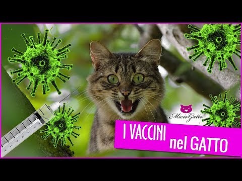 💉 Everything about the vaccines in the cat, explained by the vet 💉
