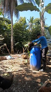 29K views · 272 reactions | Napier Silage 23 days of Fermentation Process! Mabisang pagkain para sa mga kambing at tupa  | AnghelJuan Adventure | Facebook