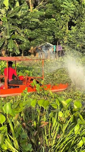State-of-the-art machine for cutting kachuri leaves😱#viral #shorts