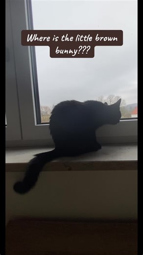 Lilly City CAT on TikTok