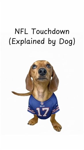 NFL Touchdown (Explained by Dog) #NFL #superbowl #dog