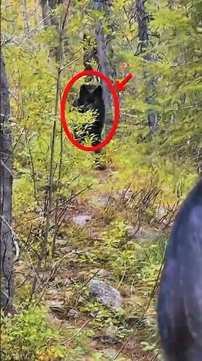 This Wolf Is Almost as Big as a Prehistoric Predator 🐺🦖