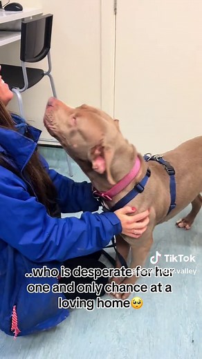 Urgent Appeal to Find Nala a Forever Home