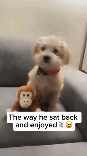 My Floofy on Instagram: "Dogs are social animals that thrive on companionship and affection—many studies show that receiving attention from their owners, like petting or praise, activates the same reward centers in their brains as food does. Share and follow if you like dog videos Credit unknown Please DM us for credit #dog #doglover #birthday #excited #birthdaydog #exciteddog #fluffydog #dogbirthday"