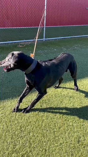 Fun little session with my boy!🥰 #training #trickdog #labrador #bitework #fun | ABC Dog Training, Boarding & Grooming