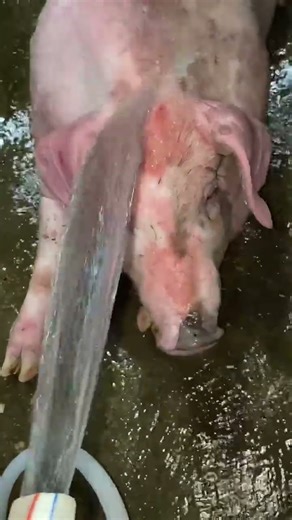 cooling off the heat to soothe