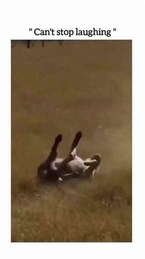 elephant farts like Machine Gun#animalplanet #animalfacts #funnyanimalvideos