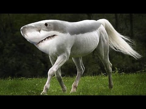 12 Unusual Animals You Never Knew Existed