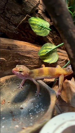 Feeding a leopard gecko: Sounds of Nature #gecko #lizard #pets