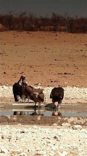Vultures at Etosha National Park in Namibia.