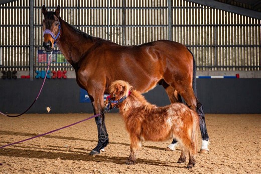 Tiny 28-inch pony once unable to stand is now thriving