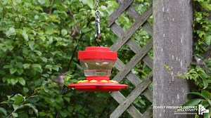 1K views · 20 reactions | While we love all wildlife, we also have no problem playing favorites and saying that ruby-throated hummingbirds are among our favorites. These tiny but mighty birds sure are fun to watch. | Forest Preserve District of Will County | Facebook