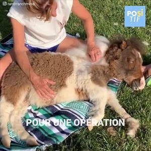 636K views · 12K reactions | Martha était adorable, mais elle...