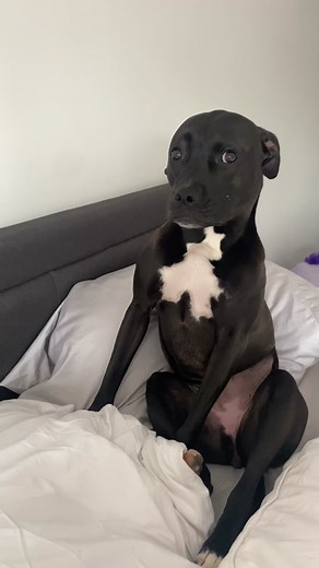 Queen of zoomies💞 2 days until Anna’s surgery and we can’t thank you all enough. Our zoomie queen will back before you know it🤍