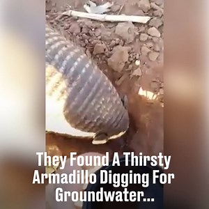 10M views · 37K reactions | The Armadillo was so grateful  | LADbible | Facebook