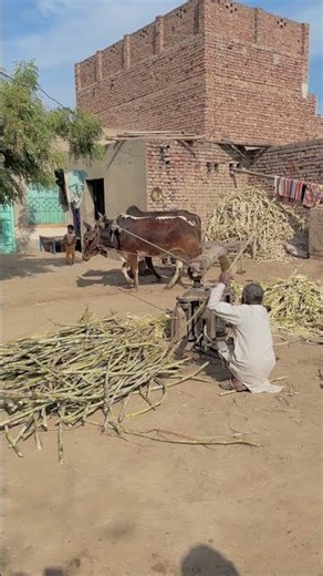Banger Bulls Starting Old Sugarcane Machine #shortsfeed #shortvideo #trendingshorts