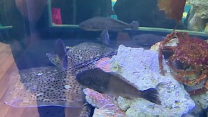 #DeuxMainsEnMer #SIA2020 Aujourd'hui, nous vous proposons de remporter un kit complet PAVILLON FRANCE. Saurez-vous reconnaitre au moins 2 espèces parmi les poissons qui se baladent dans notre aquarium ? 🐟 Donnez votre réponse en commentaire du post ⬇️ Tirage au sort demain soir 🍀 | Pavillon France