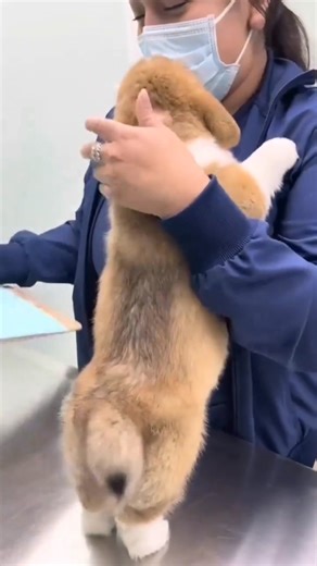 Your dog can’t tell you when something is wrong — but these signs do 🐶⚠️ If you notice any of these symptoms, don’t wait. Early action can save your dog’s life. Save this post & share it with every dog parent you know. #DogHealth #PetCareTips #DogParents #DogCareIndia #HealthyDogs #PetAwareness #DogSymptoms #PetHealth #DogsOfIndia #IndianPetParents #DogSafety #PetCare #DogLovers #SavePets #Petsworld | Petsworld