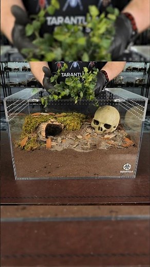 Terrestrial bioactive enclosure build for my Nhandu tripepii #tarantula #spider