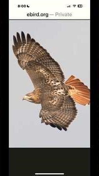 Birds of Red Rock Canyon NCA #birdwatching #birds #birdspecies #viralshorts