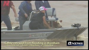 WATCH: Boats used to herd, carry cattle as almost 800 head of cattle rescued from floodwaters near Brenham. MORE→http://bit.ly/20LZQdb | 12NewsNow