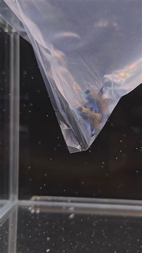 repost Bob's Tropical Fish "Tank-raised Mandarin Goby. Tired of getting pods to keep your Mandarin alive? These tank-raised Mandarin Gobies from @biotaaquariums are the way to go. These gobies will feed on dry and frozen food." | The Biota Group