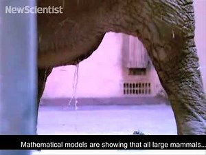 Math reveals secrets of mammal urination