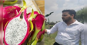 यूपी का इंजीनियर लड़का बंजर जमीन पर उगा रहा ड्रैगन फ्रूट, किसानों के लिए बना प्रेरणा